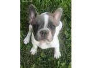 French Bulldog Puppy for sale in Perrysville, OH, USA