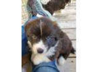 Pembroke Welsh Corgi Puppy for sale in Austin, MN, USA