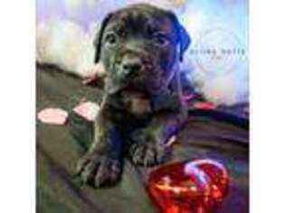 Cane Corso Puppy for sale in Castle Rock, CO, USA