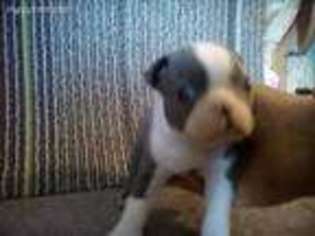 Boston Terrier Puppy for sale in Elkland, MO, USA