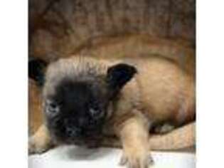 French Bulldog Puppy for sale in Amarillo, TX, USA