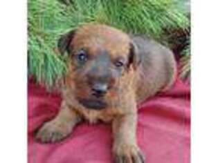 Irish Terrier Puppy for sale in Waterloo, NY, USA
