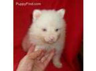 Pomeranian Puppy for sale in Warrior, AL, USA