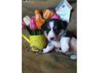 Cardigan Welsh Corgi Puppy for sale in Gully, MN, USA