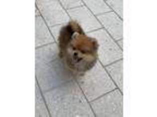 Pomeranian Puppy for sale in Pompano Beach, FL, USA