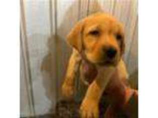 Labrador Retriever Puppy for sale in Fairfield, NJ, USA