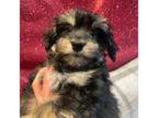 Havanese Puppy for sale in Jeannette, PA, USA