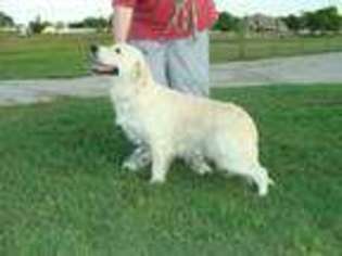 Golden Retriever Puppy for sale in Argyle, TX, USA