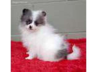 Pomeranian Puppy for sale in San Luis Obispo, CA, USA