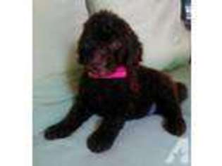 Labradoodle Puppy for sale in JACKSON, GA, USA