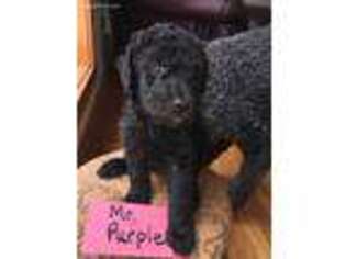 Labradoodle Puppy for sale in Cold Brook, NY, USA