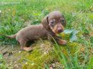 Dachshund Puppy for sale in Hartville, MO, USA