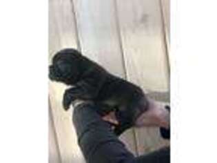 French Bulldog Puppy for sale in Minnetonka, MN, USA
