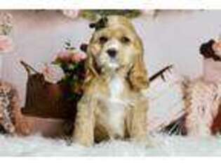 Cocker Spaniel Puppy for sale in Fort Wayne, IN, USA