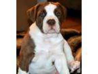 Olde English Bulldogge Puppy for sale in RENTON, WA, USA