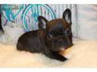 French Bulldog Puppy for sale in Hendersonville, NC, USA