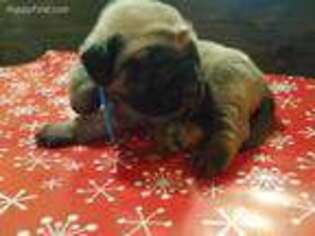Mastiff Puppy for sale in Oblong, IL, USA