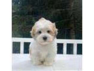 Mutt Puppy for sale in New Albany, PA, USA