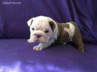 Bulldog Puppy for sale in Orlando, FL, USA