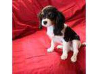 Cavalier King Charles Spaniel Puppy for sale in Centuria, WI, USA
