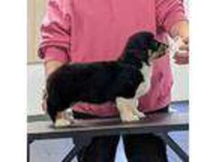 Pembroke Welsh Corgi Puppy for sale in Charleston, WV, USA