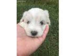 Mutt Puppy for sale in Jefferson, NC, USA