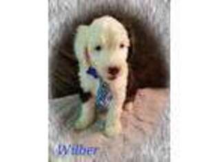 Old English Sheepdog Puppy for sale in Dubuque, IA, USA
