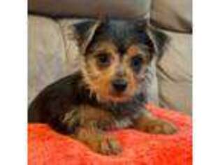 Yorkshire Terrier Puppy for sale in Braselton, GA, USA