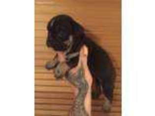 Olde English Bulldogge Puppy for sale in Toms River, NJ, USA