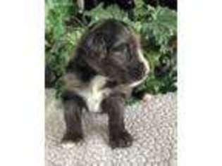 Mutt Puppy for sale in Ewing, KY, USA