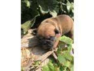 French Bulldog Puppy for sale in Keota, IA, USA