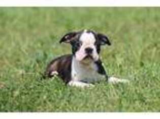 Boston Terrier Puppy for sale in Grand Rapids, MI, USA