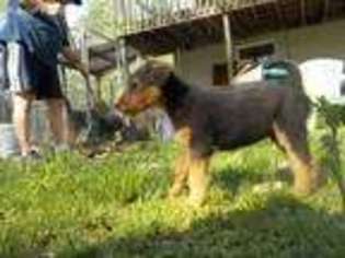 Airedale Terrier Puppy for sale in Killingworth, CT, USA