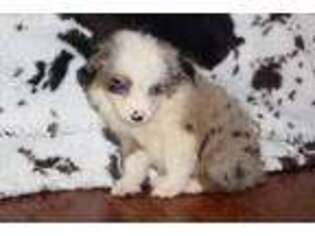 Miniature Australian Shepherd Puppy for sale in Kopperl, TX, USA
