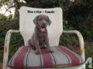 Labrador Retriever Puppy for sale in WEATHERFORD, TX, USA