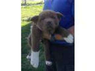 Akita Puppy for sale in Elizabethtown, KY, USA
