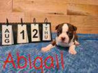 Boston Terrier Puppy for sale in Neosho, MO, USA