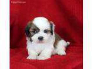 Lhasa Apso Puppy for sale in Butler, MO, USA