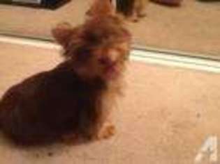 Yorkshire Terrier Puppy for sale in MORRISTOWN, TN, USA