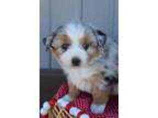 Miniature Australian Shepherd Puppy for sale in Alamosa, CO, USA