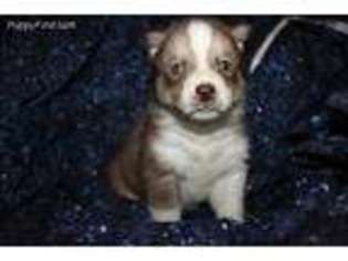 Siberian Husky Puppy for sale in Mc Caysville, GA, USA