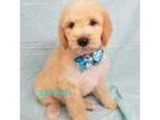 Goldendoodle Puppy for sale in Afton, OK, USA