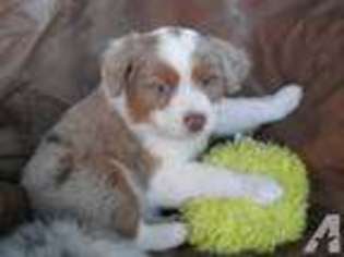 Miniature Australian Shepherd Puppy for sale in VALLEY CENTER, CA, USA