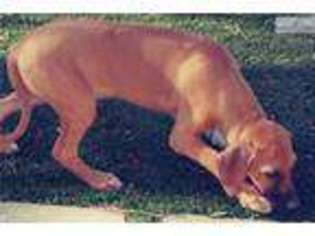 Rhodesian Ridgeback Puppy for sale in San Diego, CA, USA