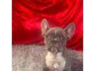 French Bulldog Puppy for sale in Fairview, UT, USA