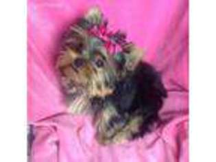 Yorkshire Terrier Puppy for sale in Eureka, CA, USA