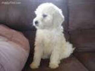 Goldendoodle Puppy for sale in Williamsburg, OH, USA