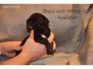 Great Dane Puppy for sale in Valley Springs, CA, USA
