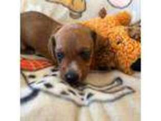 Dachshund Puppy for sale in Bumpass, VA, USA