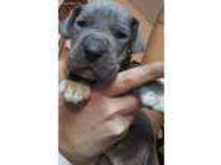 Great Dane Puppy for sale in La Vergne, TN, USA